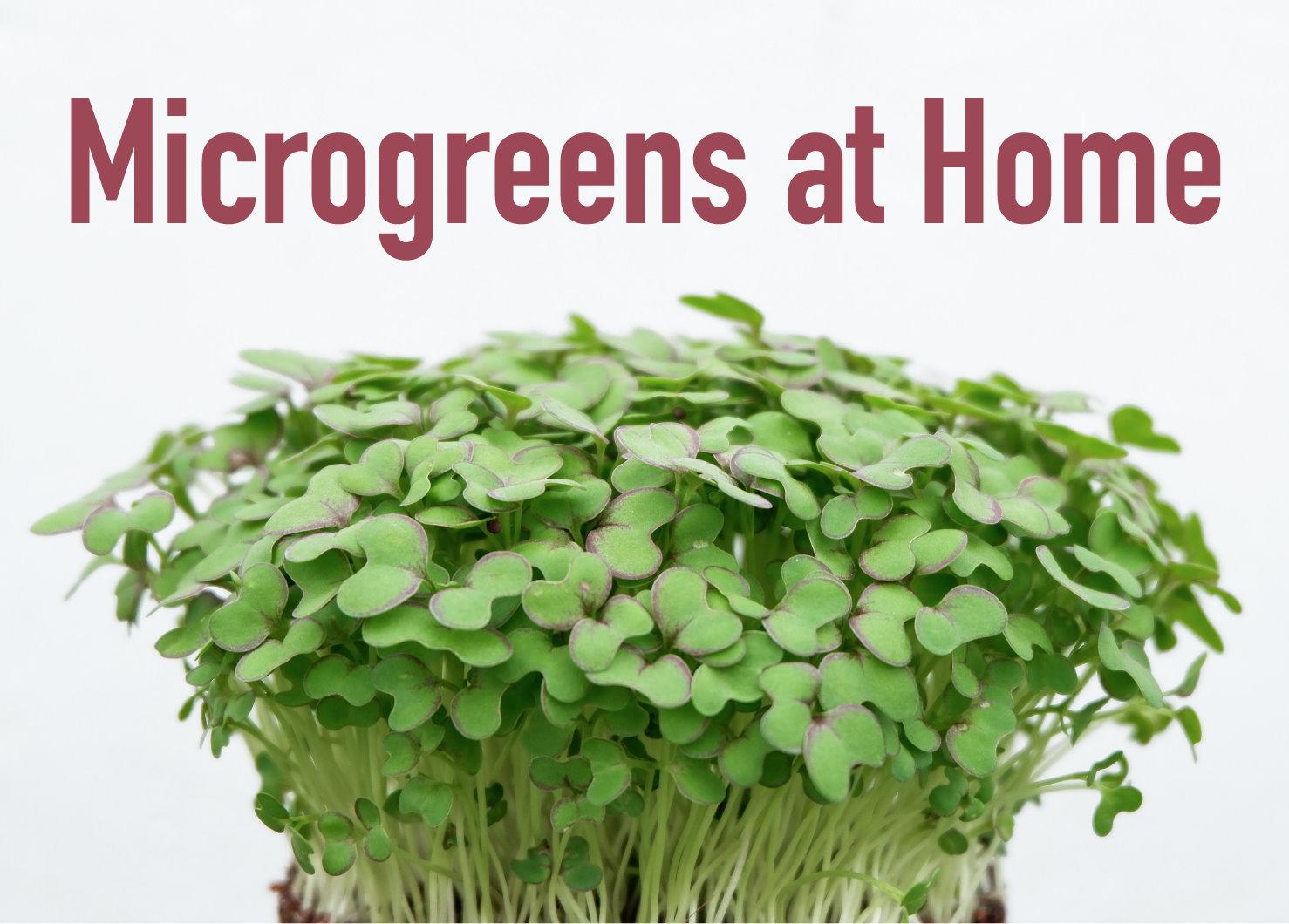 Microgreens at Home