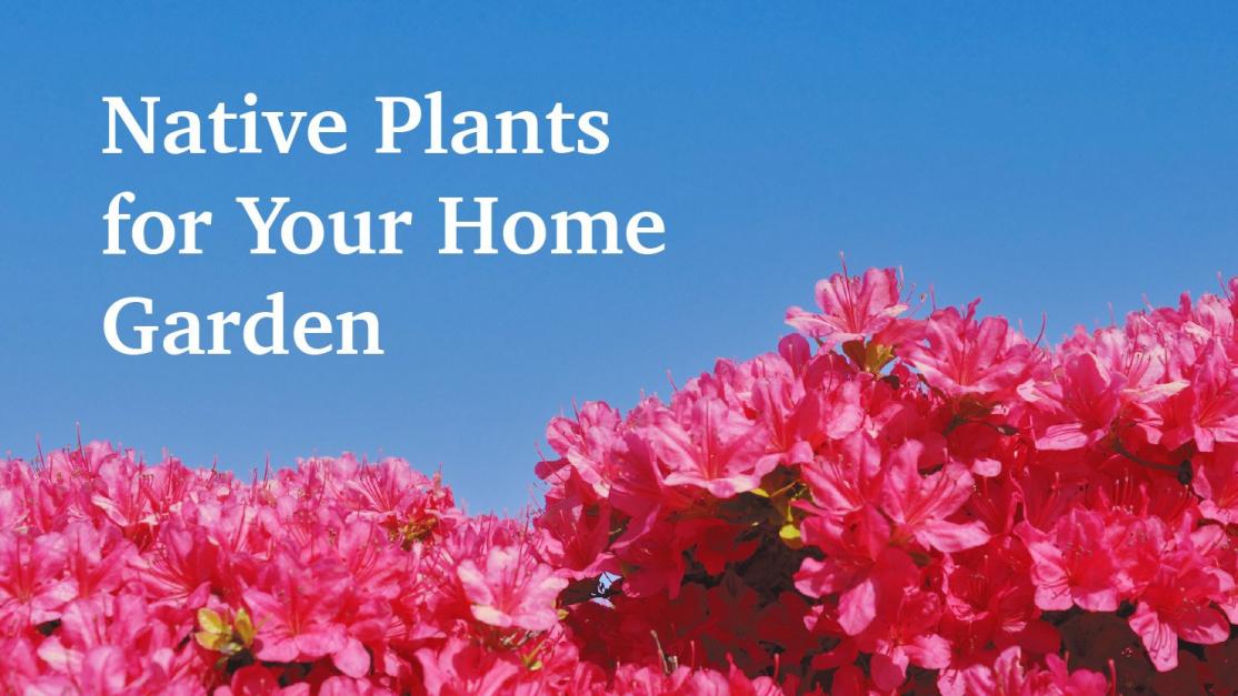 Native Plants for Your Home Garden