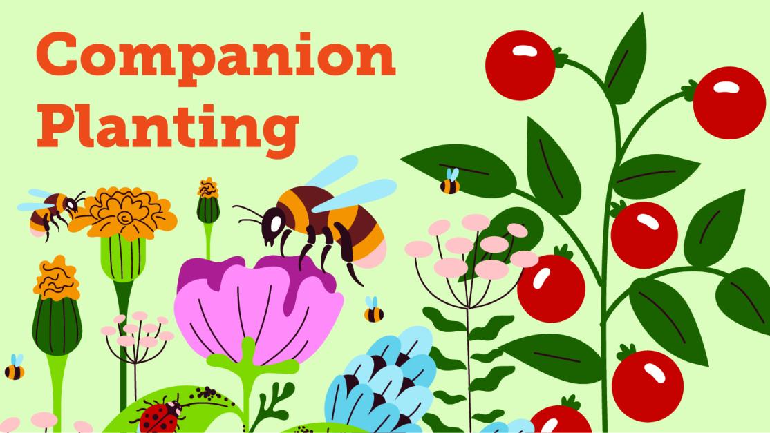 Companion Planting